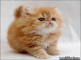 Are you considering getting a persian cat and want to learn more about the breed? What You Don T Know About How Much Does A Persian Cat Cost Irkincat Com