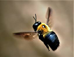 The common name carpenter bee derives from their nesting. Carpenter Bees Fear Not Stings Bore Holes Are The Problem Local Sports Paducahsun Com