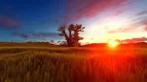 African sunset, but you will soon be minus the elephant, extinction becoming imminent unless they stop the ivory trade. African Sunset Stock Footage Royalty Free Stock Videos Pond5