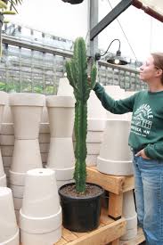 Image result for Euphorbia ingens