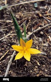 Image result for Curculigo