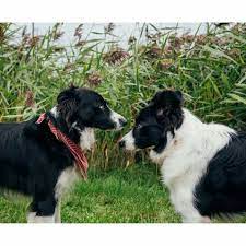 Momo And Bridget From Ontario Spca Border Collie Puppies Border Collie Collie