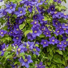Check spelling or type a new query. Clematis General Sikorski Dyb Bla Med Gule Stovdragere Leveres Med Potte Storblomstrende Mp 34 Planteskoler Dk