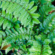 Image result for Polystichum transvaalense