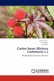 Image result for Ricinus communis