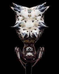 Image result for Micractis