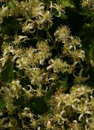 Image result for Clematis brachiata