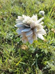 Image result for Cyperus niveus