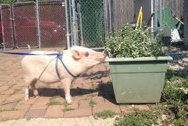 Making your own economical food. Advice About Potbellied Pigs As Pets Belle Mead Animal Hospital Veterinary Hospital In New Jersey
