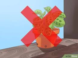 Prayer plants look particularly good, and grow rather well, in hanging baskets and planters. How To Care For A Prayer Plant 11 Steps With Pictures Wikihow