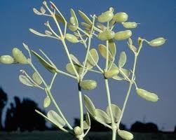 Image result for Zygophyllum cuneifolium