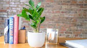 Planter measures 7 inches in diameter. Plants For Sale Get A Great Discount On All Of The Sill S Popular Plants