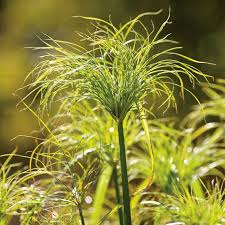 Image result for Cyperus papyrus