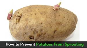 Potatoes are grown from seed potatoes. How To Prevent Potatoes From Sprouting Indian Vegetarian Recipes By Siddhi Quick Recipes Cooking Ideas