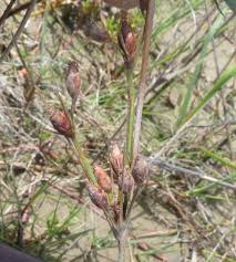 Image result for Fimbristylis squarrosa