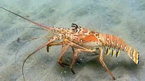 Any device that might puncture, penetrate or crush the shell of the lobster may not be used. Spiny Lobster Season Opens Newstalk Florida N
