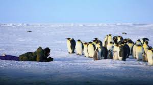 Like the softest thing i've ever touched. Bbc Travel Getting Personal With Penguins In Antarctica