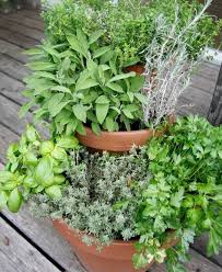 Platzsparende Ideen Fur Einen Krautergarten Auf Dem Balkon Diy Krautergarten Pflanzen Krautergarten Balkon