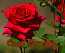 Check spelling or type a new query. 1981 Red Rose Good Morning Images Download Whatsappimages