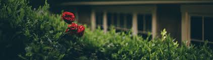 Pagaremos 49'20 euros por 12 rosas. Descubre Cuanto Cuesta Una Rosa Rosaeterna Online