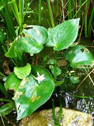 Image result for Monochoria africana