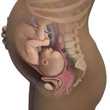 38 Weeks Pregnant Symptoms Baby Size Bump More Babycenter