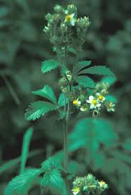 Image result for Drypetes arguta