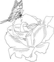 Parade Bush Rose With Butterfly Coloring Page Supercoloring Com Butterfly Coloring Page Rose Coloring Pages Coloring Pages