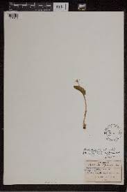 Image result for Malaxis katangensis