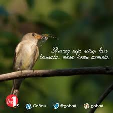 Kata Kata Bijak Tentang Burung Lovebird