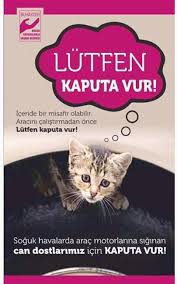 Gul Arslan Adli Kullanicinin Candostlarimiz Panosundaki Pin Hayvan Hayvanlar Kedi