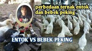 Supplier bebek peking faith farm food. Perbedaan Ternak Entok Dan Bebek Peking Hibrida Youtube