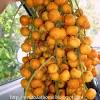 Atau lebih dikenali dengan nama roselle dikatakan berasal dari india. 1