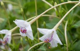 Image result for Mirabilis