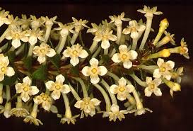 Image result for Gnidia