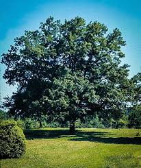 Image result for Quercus acutissima