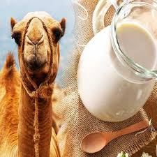 An alternative for cow's milk allergy in children. Dromedairy Naturals Dromedairy International