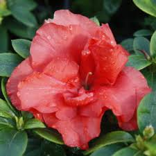 Maybe you would like to learn more about one of these? Azalea Gumpo Pink Kilmarnock Nurseries