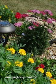 July Flower Garden Tour Gingham Gardens Flower Garden Images Flower Garden Design Beautiful Flowers Garden