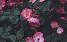 Wild Rose Hd Wallpaper Wild Roses Wallpaper Aesthetic Roses
