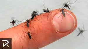 Methods of prevention include using. Mosquito Bite Cure 10 Hacks To Make Your Life Easier Youtube