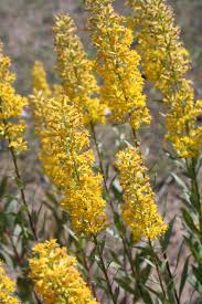 Image result for Solidago