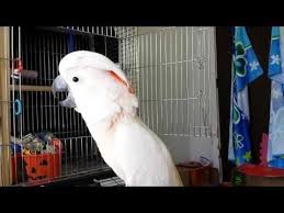 Bird Bouncing Golf Ball Fake Pin On Crow