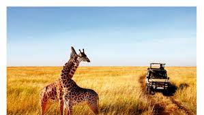 Tansania safari 2016 mit khashana travel (www.khashana.de). Tansania Safari Buchen Serengeti Big Five Afrika Afromaxx