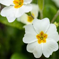 Common Primrose Seed - White Primula Acaulis Flower Seeds