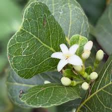 Image result for Cordia afra