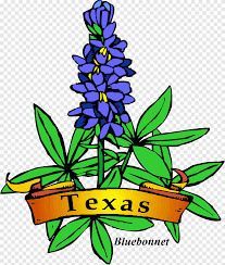 Bluebonnet coloring pages are a fun way for kids of all ages to develop creativity, focus, motor skills and color recognition. Texas Bluebonnet Texas Bluebonnet Drawing Bluebonnet Flower Leaf Plant Stem Png Pngegg