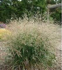 Image result for Panicum repentellum