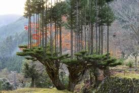 Maybe you would like to learn more about one of these? Daisugi The 600 Year Old Japanese Technique Of Growing Trees Out Of Other Trees Creating Perfectly Straight Lumber Open Culture
