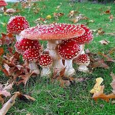 Rachel Garza On Instagram I Don T Want To Tell You That I M Freaking Out Over Here Cause There S No N Stuffed Mushrooms Magical Mushrooms Plant Fungus
